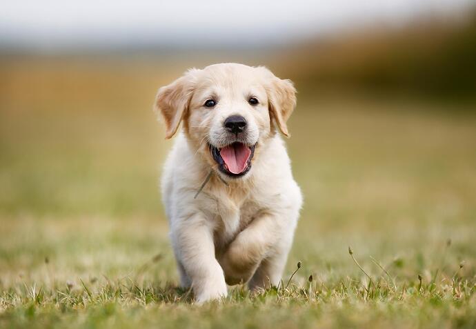 puppy